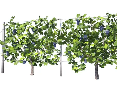 Wine Plant Vineyard Grapes fruits v2 3d model  3D model