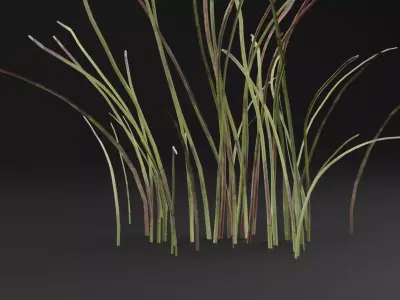 Eriophorum Plant Low-poly 3D model purchase