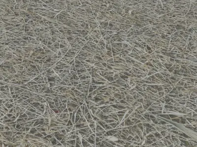 Dry Grass  3D model