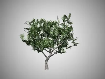 HookThorn Tree Low-poly 3D model