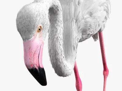  White Flamingo Bird in Feeding Pose 