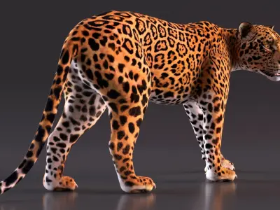  Big Cats Rigged Collection for Cinema 4D 