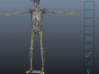  MAYA RIGGED Male and Female Anatomy Complete Pack (Textured) 