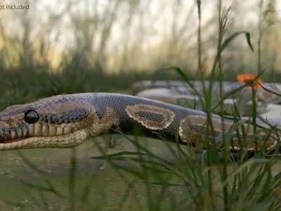  Python Snake Rigged For Blender Animated Set 