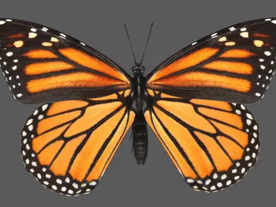  Monarch Butterfly Rigged 