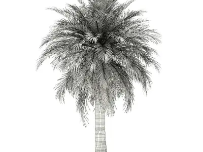 Butia Palm Tree 3D Model 5m 3D model