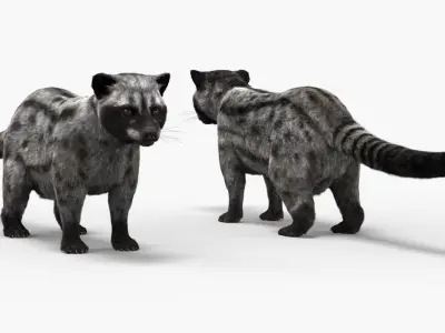  Asian Palm Civet for Kopi Luwak Gray Coat Fur Rigged 