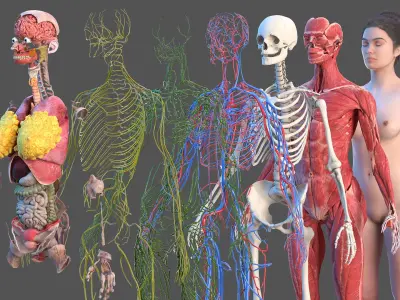  Complete Female Body Anatomy Fur 