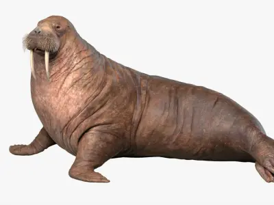  Walrus Rigged 3D 