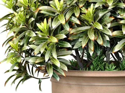 Decorative plant tree shrub in a garden flowerpot 3D model