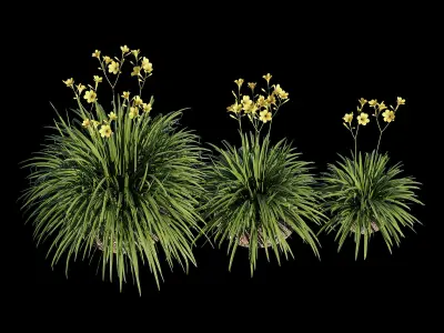 Hemerocallis lilies - lilies 3D model