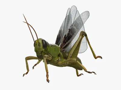  Grasshopper Rigged for Maya 
