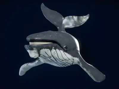  Humpback Whale Rigged PBR 