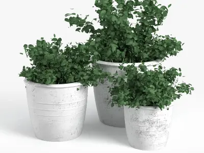 Bushes three potted plants 3D model