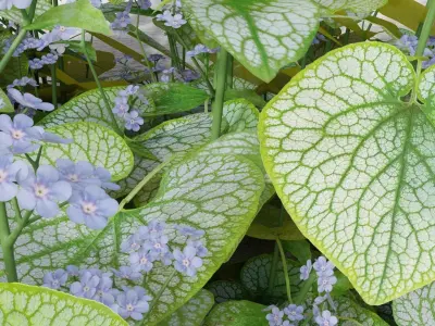 Brunnera macrophylla Jack Frost 3D model