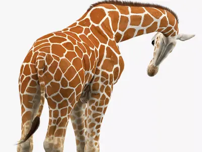 Giraffe Rigged 3D model