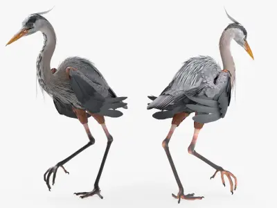  Great Blue Heron Hunts Frog Animated Rigged For Blender 