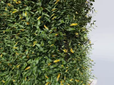 Hedge in a Box 3D model