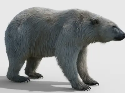  Polar bear RIGGED FUR 