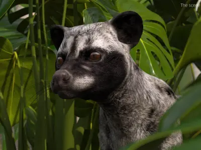  Asian Palm Civet for Kopi Luwak Gray Coat Rigged 