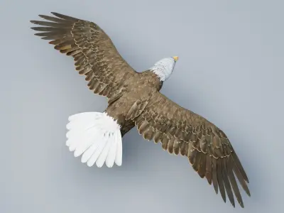  American Bald Eagle ANIMATED 