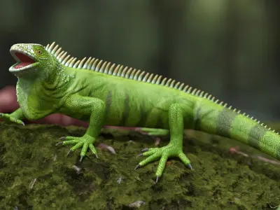  Iguana Reptile Creature Rigged for Cinema 4D 
