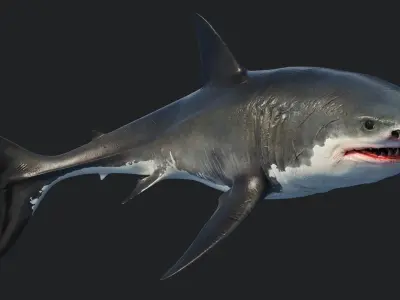  Great Shark White Animated 