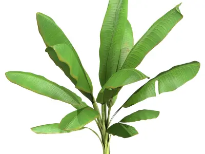  High Poly Banana Palm Musaceae Tree Plant 3D model