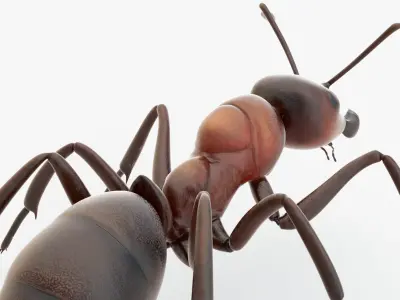  Animated Ant 