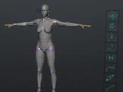  MAYA RIGGED Male and Female Anatomy Complete Pack (Textured) 