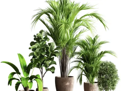Indoor Plant Set 60 3D model