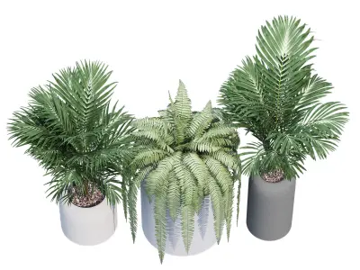 Havalo three potted plants 3D model