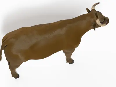  Full Bull Anatomy Static 
