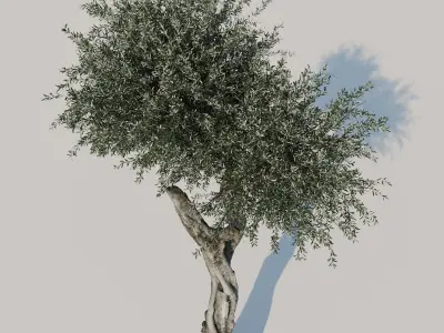 Olive Tree 3D model