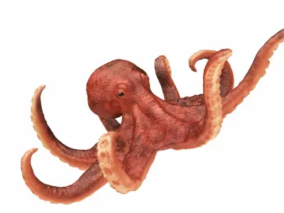  Realistic Octopus Rigged Animated 