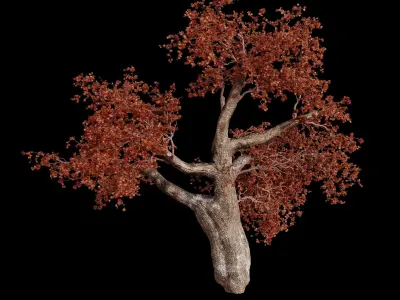 red maple tree 3D model