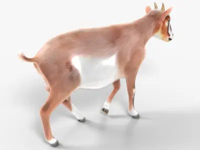  Dairy Goat Fur Rigged for Blender 
