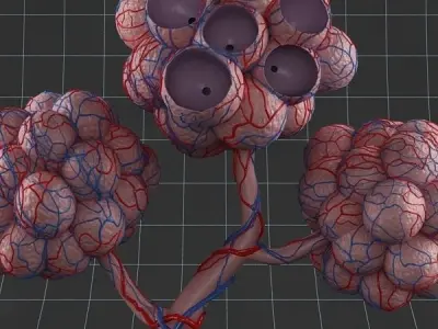 Anatomy pulmonary alveolus 3D model