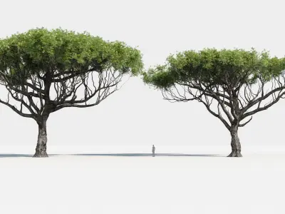  Plants Pack: Africa Trees (+GrowFX) 