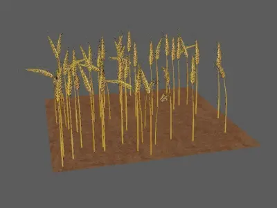 wheat Field 3D 3D model
