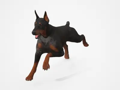  Doberman Pinscher Fur for Cinema 4D Rigged 