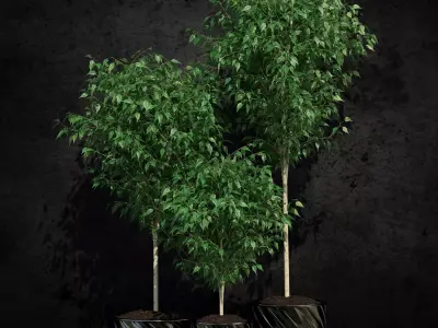 Plants collection 19 Ficus benjamina 3D model