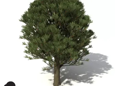 XfrogPlants Totara 3D model