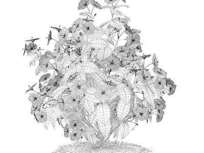 Hibiscus Flowers Hibiscus rosa-sinensis 3D model