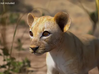  Lion Cub Rigged for Maya 