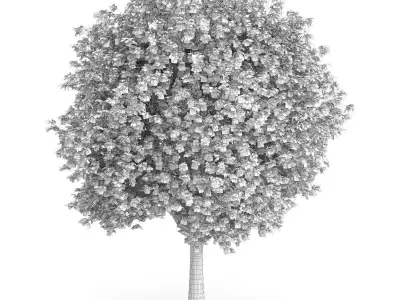 London Plane Tree Platanus acerifolia 3D model