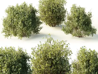 Collection mixed plants bush shrubs set 04 Low-poly 3D model