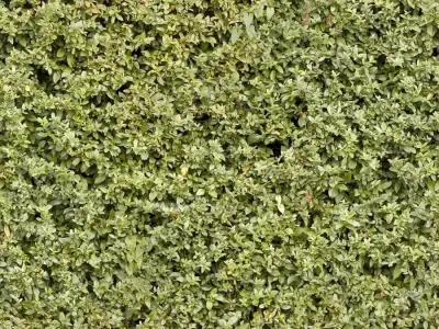 Seamless Green Hedge Leaves Texture  Texture