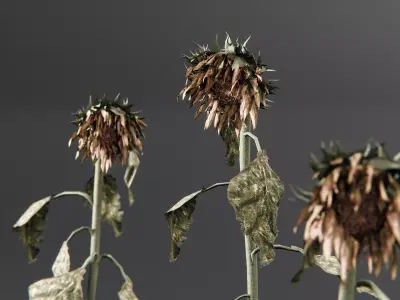 Scarecrow - Wilted Sunflowers - Wilted Crops Low-poly 3D model