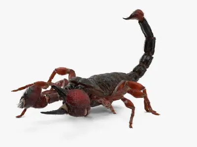  Walking Scorpion Fur Animated Rigged for Cinema 4D 